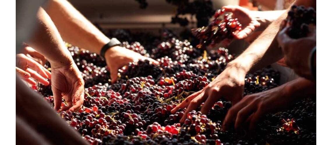 Vinificatie – Sfaturi si pasi pentru un vin de calitate superioara